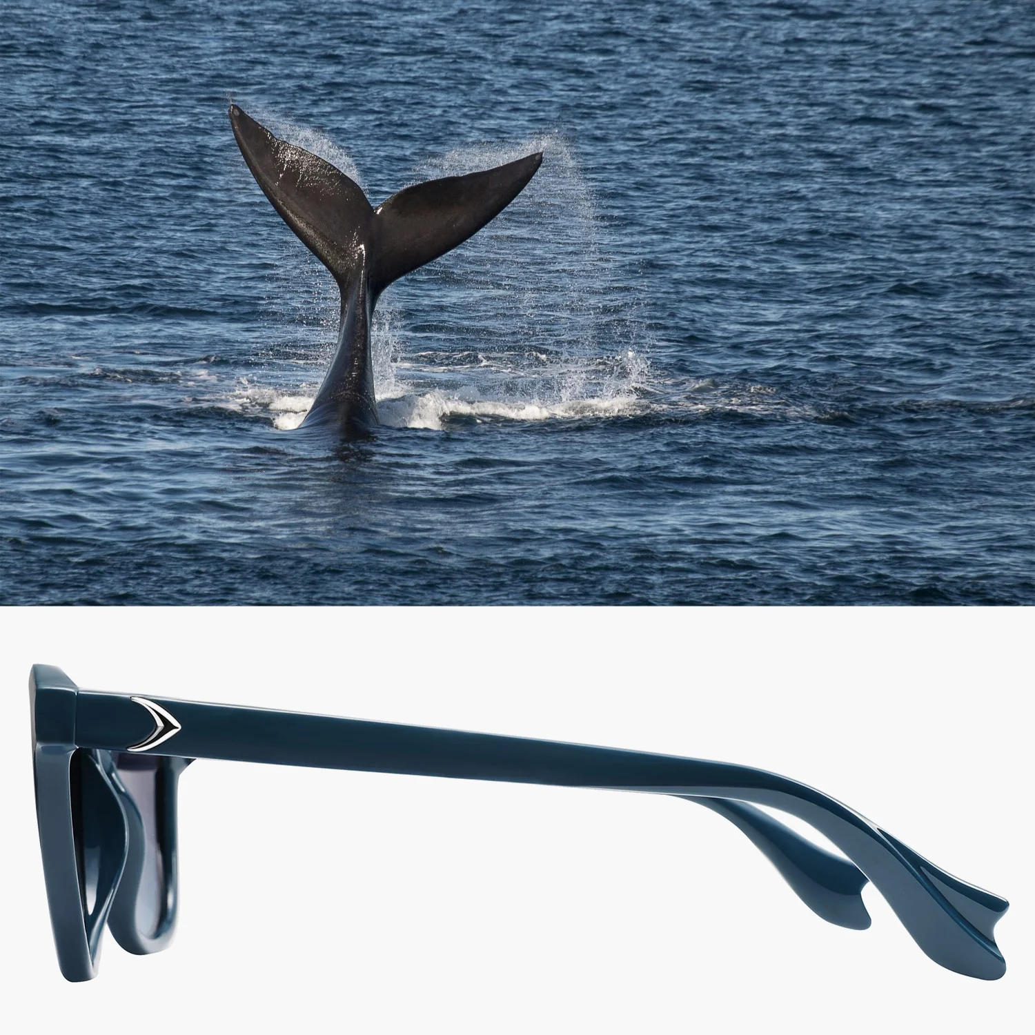 Baleen - Image 20
